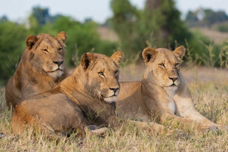 Affordable 3 Days Masai Mara Safari Package from Nairobi (2026 Guide)