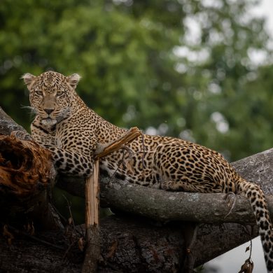 maasai-mara-leopard-390x390