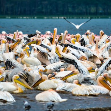 nakuru-390x390