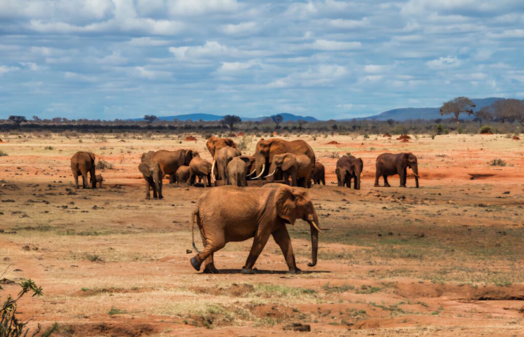 Kenya's largest park tsavo east