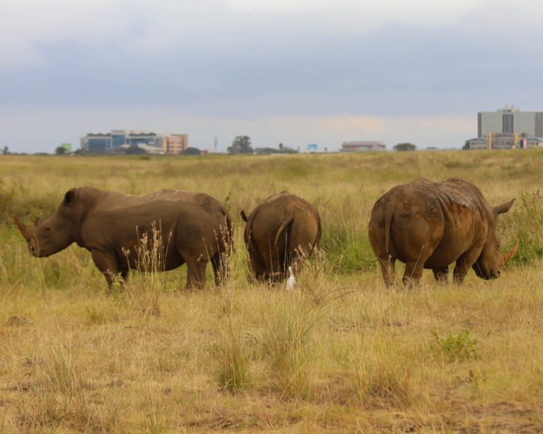 A Safari Guide to Nairobi National Park with Hawi Travels
