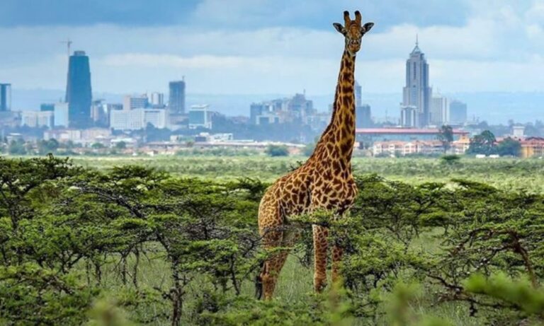 Top 10 Places to Visit in Kenya for First-Time Travelers (2026 Guide)